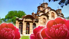 ŠTA SIMBOLIZUJE CRVENI BOŽUR NA VIDOVDAN? Za Srbe on je više od cveta