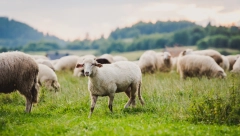 PONOVNI PAD CENE JAGNJIĆA Presek stanja na stočnim pijacama u Srbiji