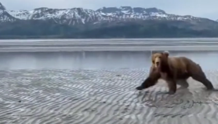 MEDVED SE ZALETEO NA ČOVEKA Njegova reakcija je pokrenula lavinu komentara (VIDEO)
