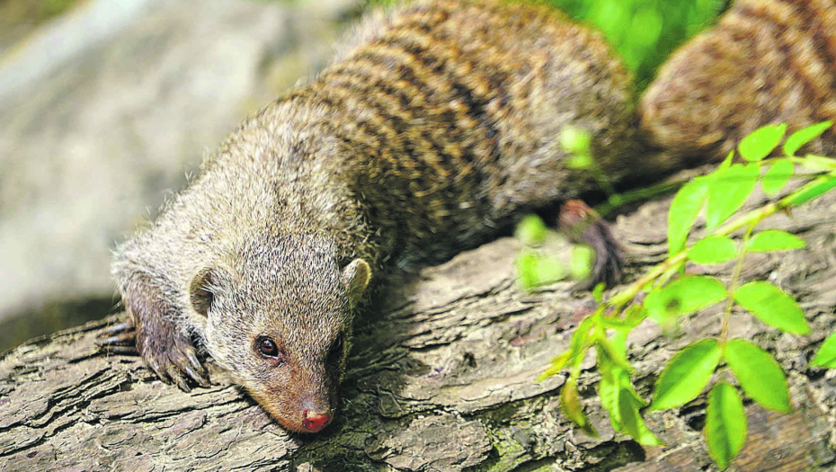 Madagaskarska zver u Austriji ne brine za opstanak jer mu se sve servira na tanjiru a iznenadićete se zašto je smatraju najhrabrijom na svetu