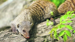 Madagaskarska zver u Austriji ne brine za opstanak jer mu se sve servira na tanjiru a iznenadićete se zašto je smatraju najhrabrijom na svetu