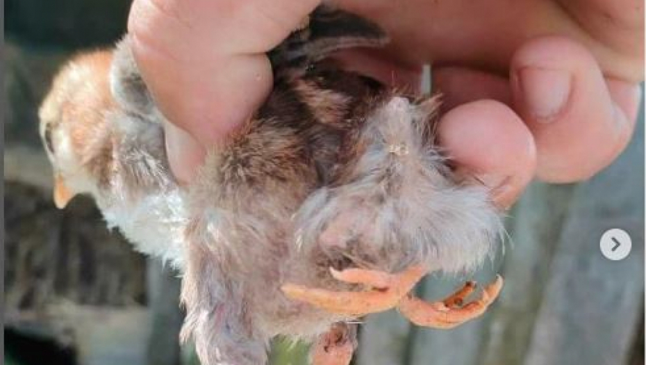 MUTANT NA FARMI KOD BIJELOG POLJA: Zbog ovog pileta jedni su užasnuti,  drugi ZBIJAJU ŠALE (FOTO)