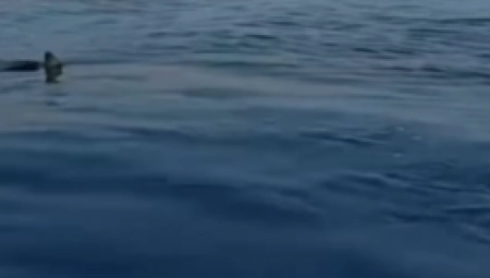"NORMALNO JE DA IH IMA" Snimljena ajkula u ovom letovalištu: Dolaze za velikim brodovima (VIDEO)