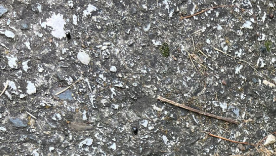 PAŽNJA! UZNEMIRUJUĆI SADRŽAJ Domaćin kod Prijepolja ušao u dvorište, pa zatekao horor kada je ugledao svoje pse! (UZNEMIRUJUĆI FOTO)