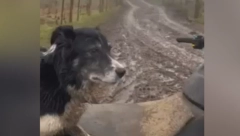 "EVO KAKO IZGLEDA BITI SUPER VEŠT U SVOM POSLU!"  Ovčarski pas postao hit na društvenim mrežama (VIDEO)