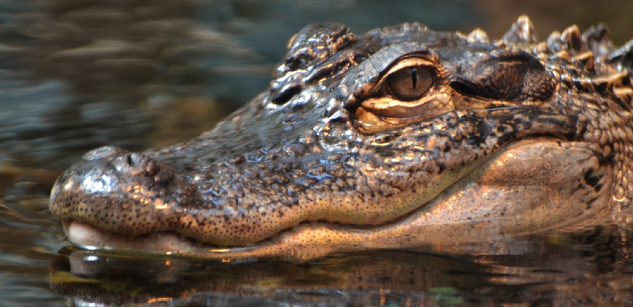 ALIGATOR UŠETAO U AVIO BAZU Nastao haos, ne zna se odakle je došao (VIDEO)