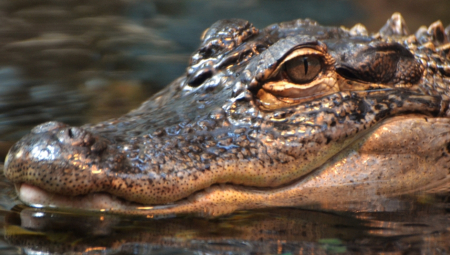 DELOVI TELA NESREĆNE ŽENE PREDATORU VISE IZ USTA Isplivao užasavajući snimak krvoločnog aligatora (FOTO)