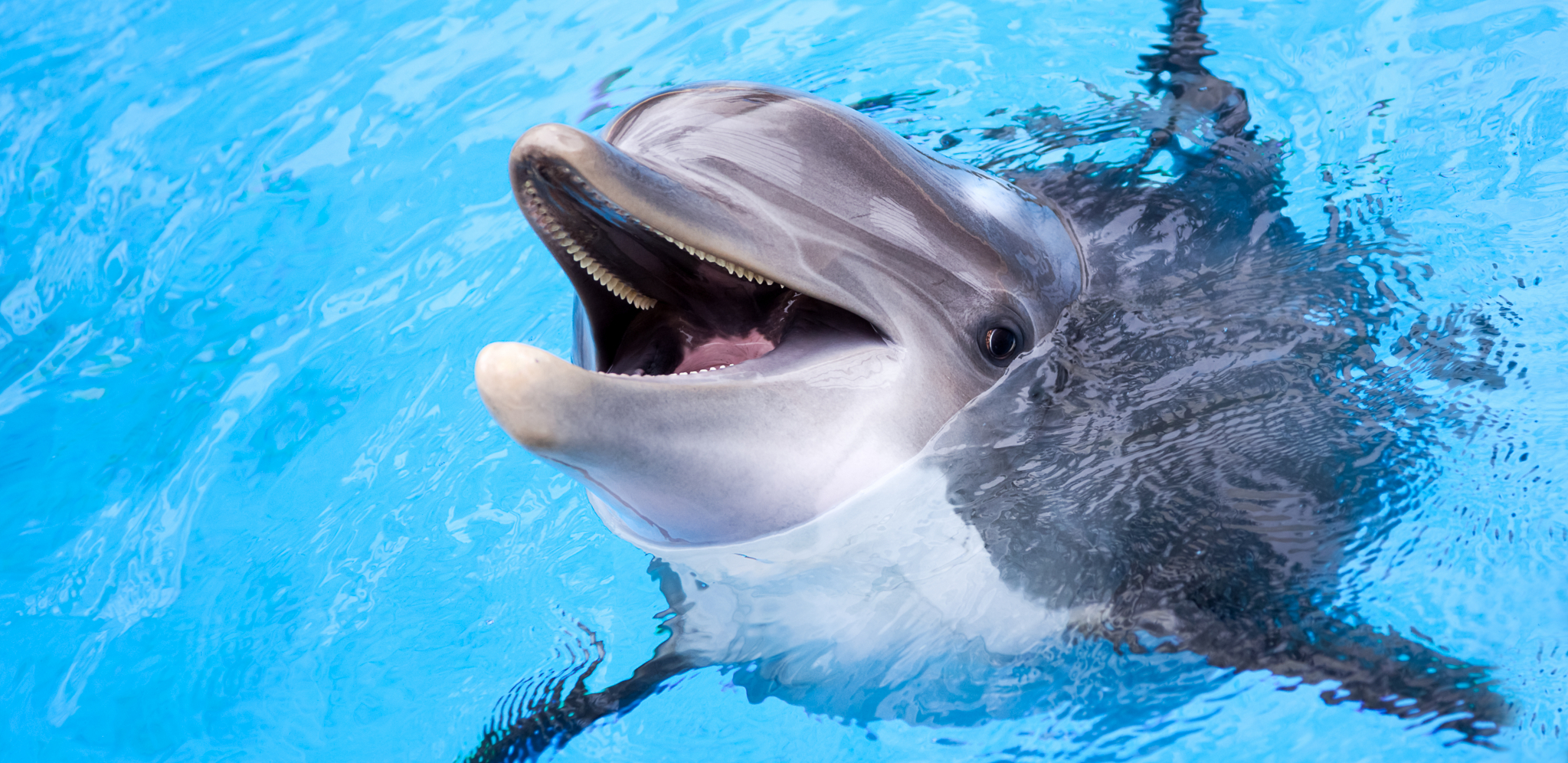 FRUSTRIRANI DELFIN NAPAO LJUDE Hoas u Japanu, povređena devojčica!