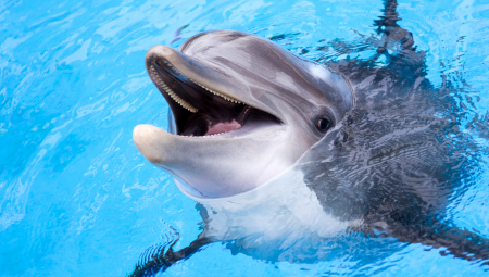 FRUSTRIRANI DELFIN NAPAO LJUDE Hoas u Japanu, povređena devojčica!