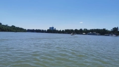 MILAN IZVUKAO GRDOSIJU IZ DUNAVA Rečna neman ima skoro dva i po metra (FOTO)