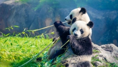 TENZIJE SE NE SMIRIJU Džinovkse pande vraćene iz Vašingtona u Peking