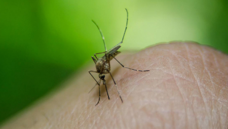 NEMA POTREBE ZA HEMIKALIJAMA Odličan trik s kafom držaće komarce dalje od vas