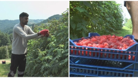 MOMAK IZ INDIJE BERE MALINE KOD ARILJA Visok je i snažan, bere po 60 kilograma dnevno
