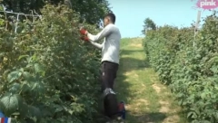 BRŽI OD MAŠINE Indijac dnevno nabere i do 60 kila maline, preselio se u Srbiju, a meštani ga hvale