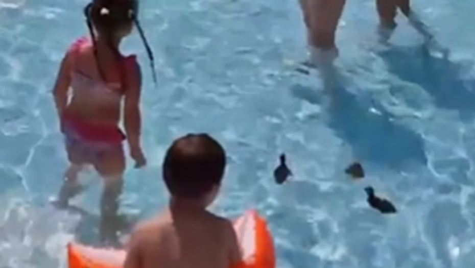 "MAMA, MAMA, VIDIII" Prizor na novosadskom bazenu oduševio najmlađe (VIDEO)