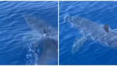 SRBI PRESTRAVLJENI ZBOG NAJBRŽE AJKULE KOJA JE SNIMLJENA NA ZAKINTOSU Svi se pitaju da li ima opasnosti od napada, evo i odgovora