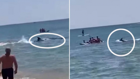 OPŠTA PANIKA NA PLAŽI Crno peraje počelo da seče vodu, krenuo ka plićaku i deci, spasioci trče i viču