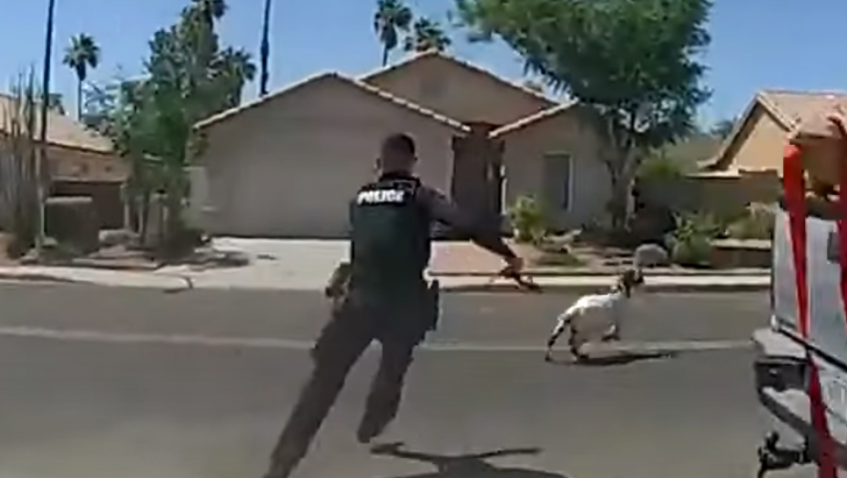 FILMSKA POTERA Koza beži od policije (VIDEO)