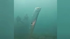 RONIOCI OSTALI HIPNOTISANI KADA SU JE UGLEDALI Zovu je riba sudnjeg dana, veruje se da je loš znak kada ispliva (VIDEO)