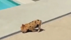 OVAKO SE UŽIVA Prase došlo da se sunča (VIDEO)