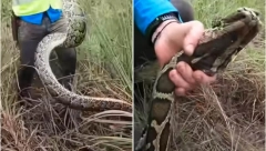 ŠTA AKO VAS UJEDE ZMIJA? Ove stvari ukazuju da li je u pitanju otrovnica, obratite pažnju