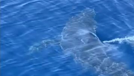 JADRANSKO MORE PUNO AJKULA! Rajku se neman uplela u mrežu: ''Osetili smo adrenalin, videli smo da je nešto ogromno''! (FOTO)