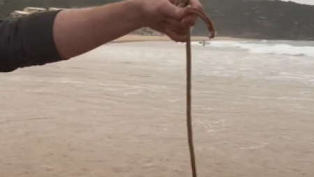 LOV NA MONSTRUMA Namamljen trulom ribom: "Nikad više neću ići na plažu" (VIDEO)