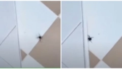 CRNE UDOVICE SNIMLJENE NA JADRANU Ljudi nemaju mira, njihov otrov je 15 puta jači od zmijskog, može i da ubije