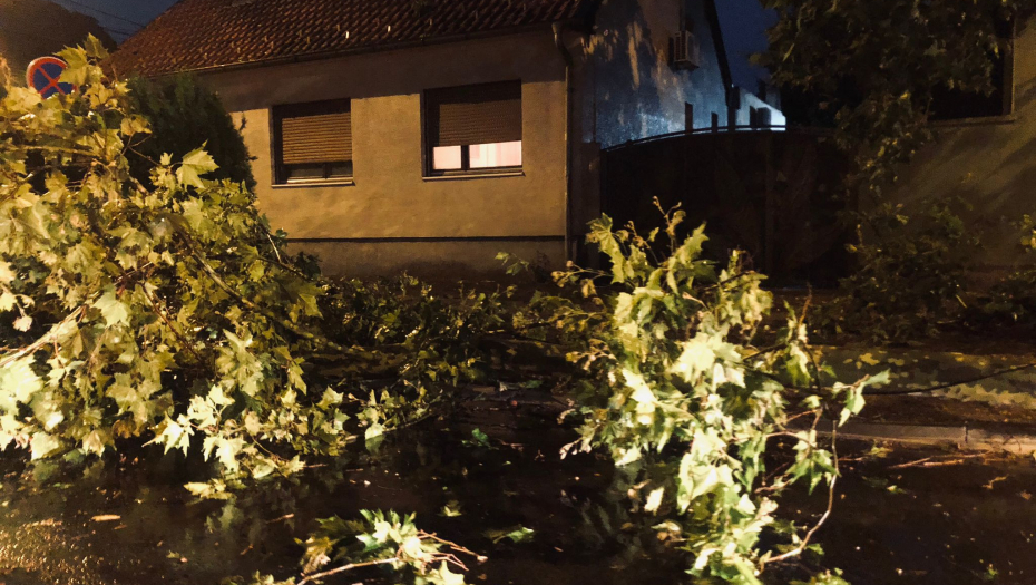 DRVO PALO NA DEVOJČICU Stravična nesreća tokom nevremena u Novom Sadu