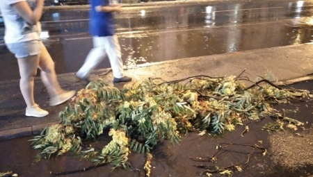DRAMA U NOVOM SADU Drvo zdrobilo objekat, u toku akcija spasavanja
