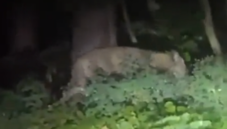 NAŠLI SU JE? Lavica snimljena na 30 metara od stambene zgrade u Berlinu (VIDEO)