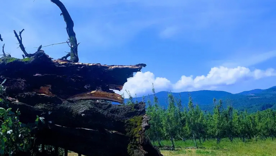 TUGA KOD KRAGUJEVCA: Oluja oborila sveti hrast star 400 godina - prema narodnom verovanju ima veliku simboliku za SRBE! (FOTO)