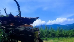 TUGA KOD KRAGUJEVCA: Oluja oborila sveti hrast star 400 godina - prema narodnom verovanju ima veliku simboliku za SRBE! (FOTO)