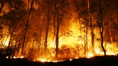 ITALIJA U PLAMENU Vatrogasci se bore sa požarima u Kalabriji