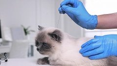 AKUPUNKTURA ZA MAČKE  Tradicionalna kineska metoda lečenja ubadanjem iglicama ima sve više pobornika i kod nas