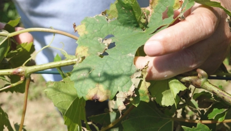 SPASA NIJE BILO Olujno nevreme nanelo poljoprivredi veliku štetu