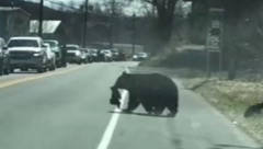 MAJČINSKA BRIGA I LJUBAV JE NAJVEĆA Pogledajte šta je mečka uradila (VIDEO)
