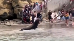 PANIKA U SAN DIJEGU Morski lavovi napali turiste (VIDEO)