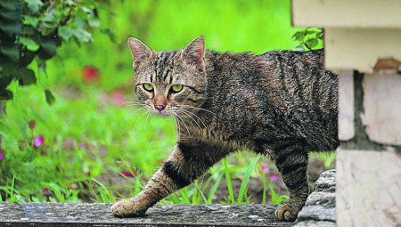 PRIRODNI STRAH OD PASA Naučite vašu mačku da se ne plaši drugih kućnih ljubimaca