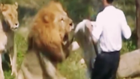 UPAO U KAVEZ SA LAVOVIMA I NEMO STAJAO, ONDA JE ZVER ZAMAHNULA Ovo ga je spasilo od sigurne smrti (VIDEO)