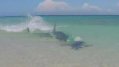 UBILA BOGA U NJOJ Jednom rukom pretukla ajkulu, i spasila živu glavu (VIDEO)