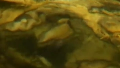 OTKRIVENA ZOMBI RIBA Pliva bez delova tela, ljudi kažu da nema ničeg goreg (VIDEO)