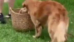 'PONOVO JE BIO KAO NOVO ŠTENE' Pas iz Arizone se vratio porodici nakon 12 godina