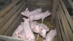 CENE SU KAKO GDE, ALI BAŠ NIKO NE PITA ZA PRASIĆE Potražnja podigla cene jagnjadi u klanicama i na pijacama