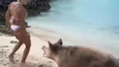 SVINJA NIJE ODOLELA: Pogledajte kako izgleda zadnjica žene koju je ugrizla divlja životinja na plaži (VIDEO)