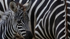 ALO! VIC DANA Da li znate kako se zove mršava zebra?