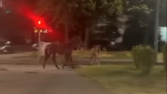 AUTOMOBIL UDARIO DVA KONJA NA KONJARNIKU: Jedan je uhvaćen, a drugi uplašen beži ka okretnici (VIDEO)