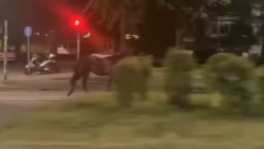 "KONJ MI SE SAMO POJAVIO PRED KOLIMA" Žena koja je udarila životinju dala izjavu u policiji