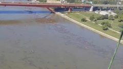 MRTVA SVINJA PLUTA SAVOM Grozna scena u bloku 45 "Neko je bacio tu"