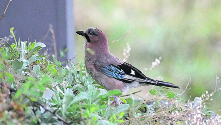 Ptica koja rasađuje stabla hrasta kamuflira se tako što imitira glas drugih ptica i zavarava napadače